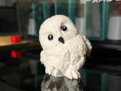 cute little baby owl 2