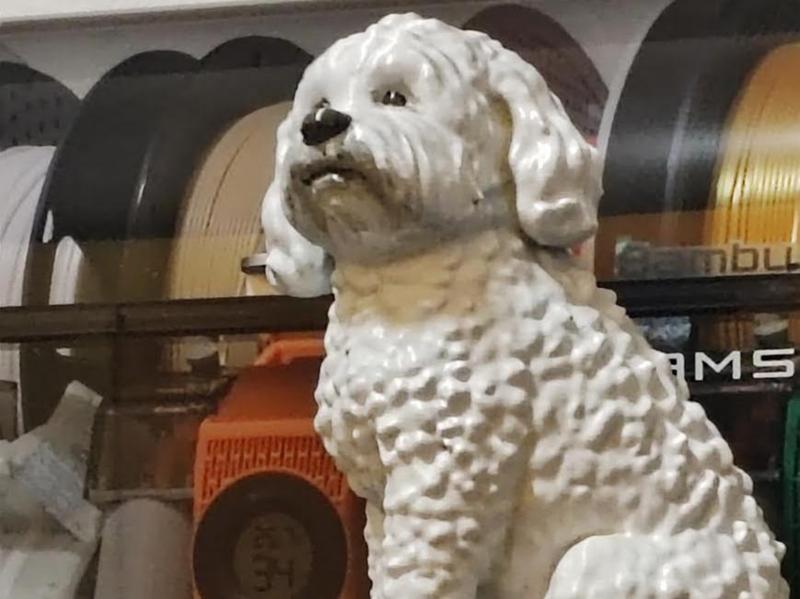 Adorable Poodle 