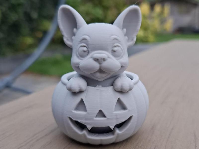 Pumpkin French Puppy