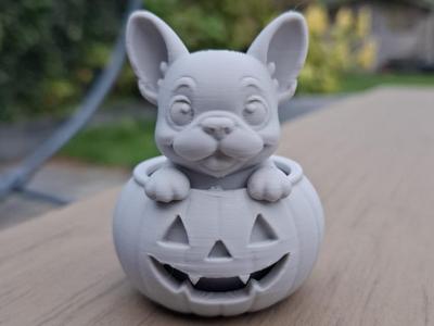 Pumpkin French Puppy