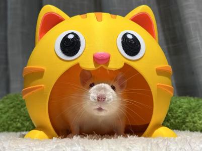 Cat's mouse nest