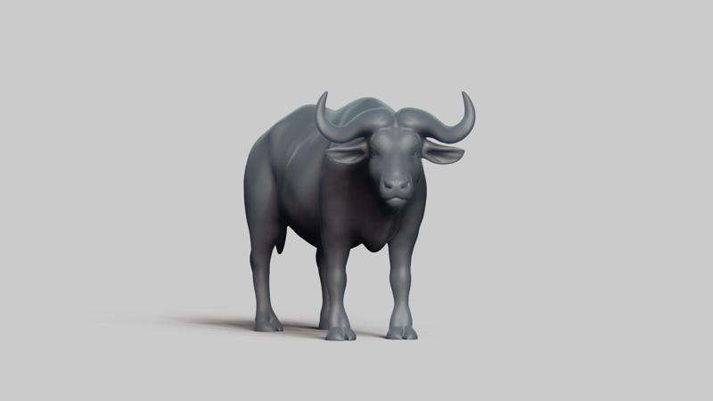 african buffalo pose 01
