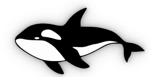 killer whale