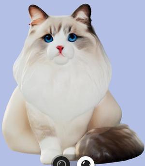 Ragdoll Kitten
