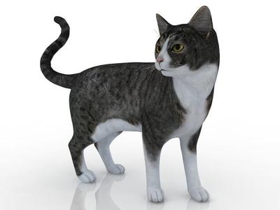 Kitty 3D Model