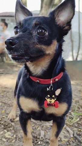 Chihuahua Russian toyterrier IDENTIFICATION OR KEY CHAIN