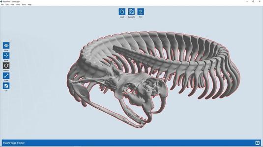 Gaboon Viper Skeleton Articulated
