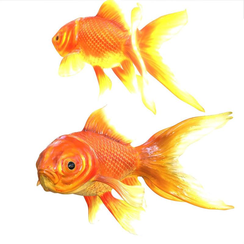 GOLDFISH GOLD FISH GOLDEN ANATOMY CARP WATER RIVER OCEAN SEA FISHING ANIMAL CARP SALMON SHARK POKEMON