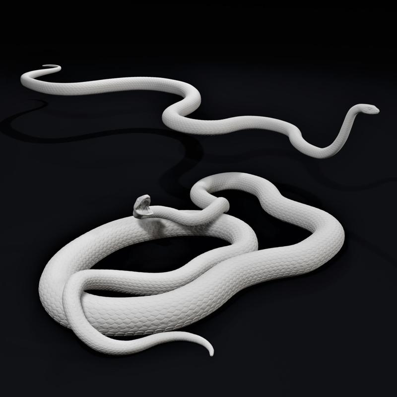 Black Mamba Venomous Snake Reptile