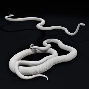 Black Mamba Venomous Snake Reptile