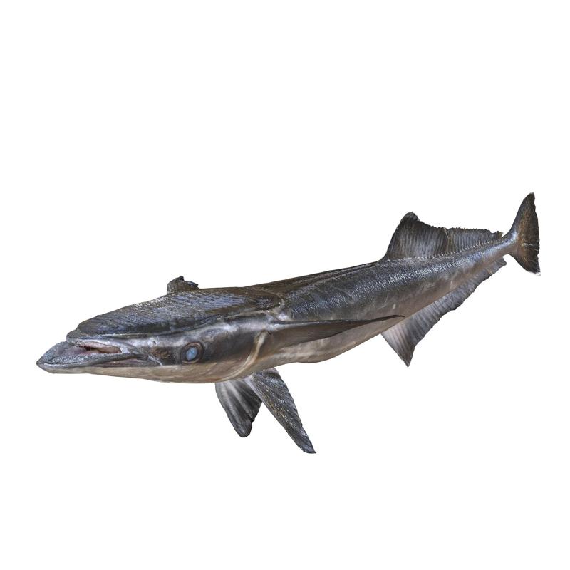 Harksucker Echeneis Naucrates SHARK ANATOMY CARP WATER RIVER OCEAN SEA FISHING ANIMAL CARP SALMON SHARK SKELETON FISH 3D