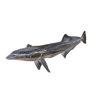 Harksucker Echeneis Naucrates SHARK ANATOMY CARP WATER RIVER OCEAN SEA FISHING ANIMAL CARP SALMON SHARK SKELETON FISH 3D