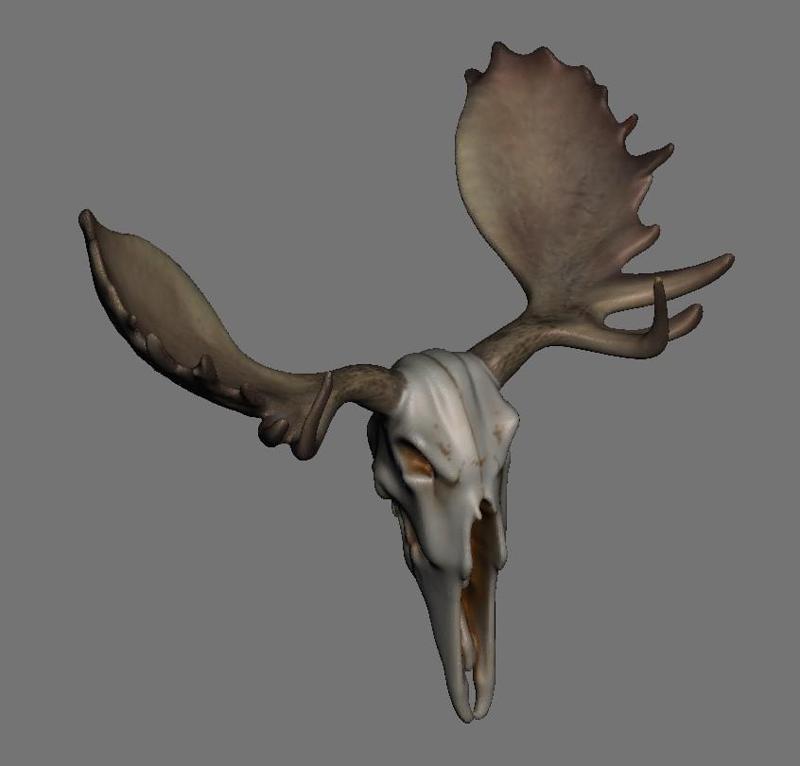 Bovine, Ovis, and Cervidae Skulls