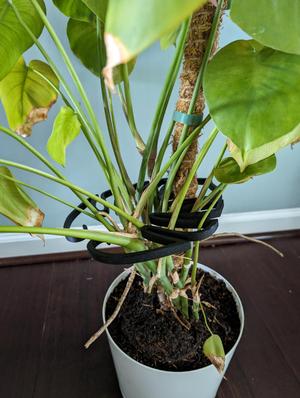 V2 Monstera Plant support in leaf shape 