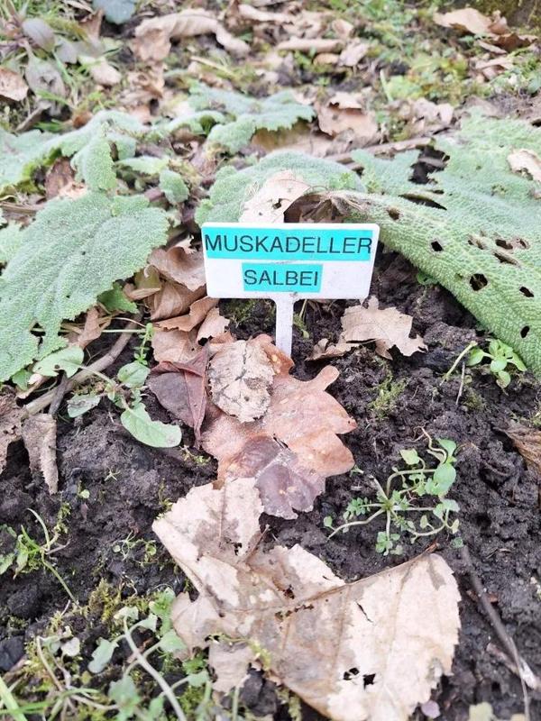 Pflanzenschild 60x30-80   