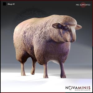 Sheep 01