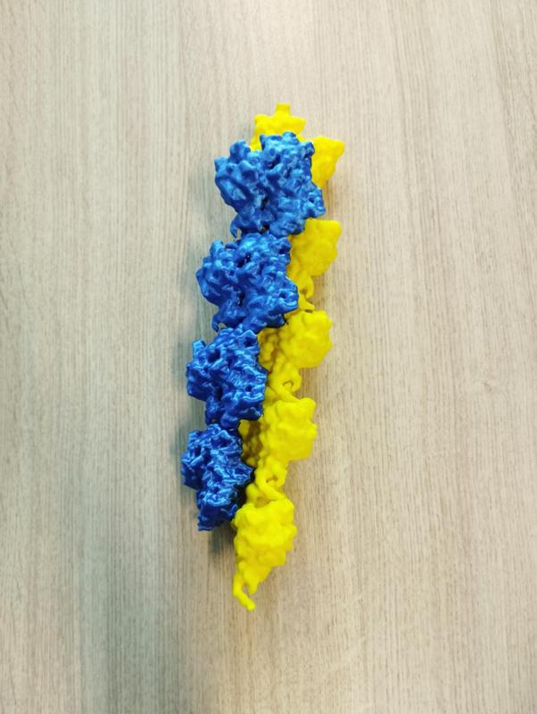 Educational model: Actin polymer