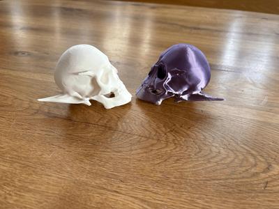 Elven skull / Elfen-Schädel