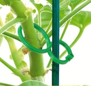 Plant Clips For Climbing Plants