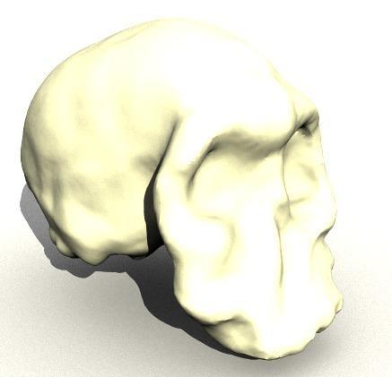 Homo Habilis Skull