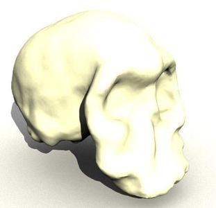 Homo Habilis Skull