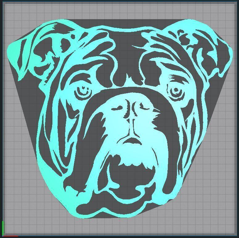 bulldog english bulldog - english bulldog