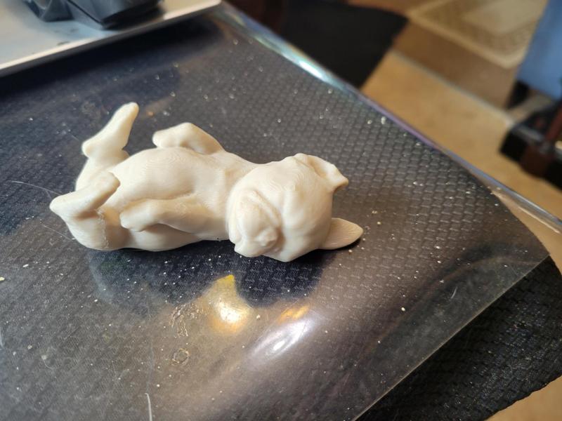 Frenchy sleeping on back