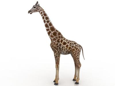 Giraffe 3D model