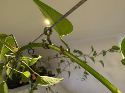 Plant Clip