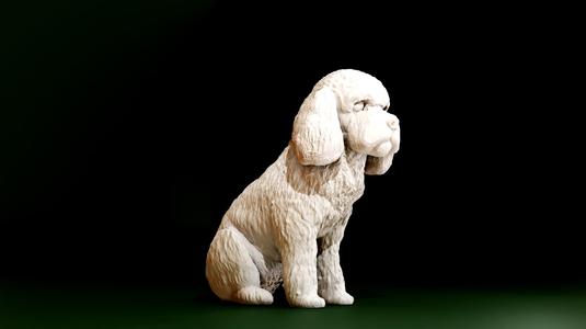 cockapoo sitting