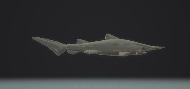 goblin shark