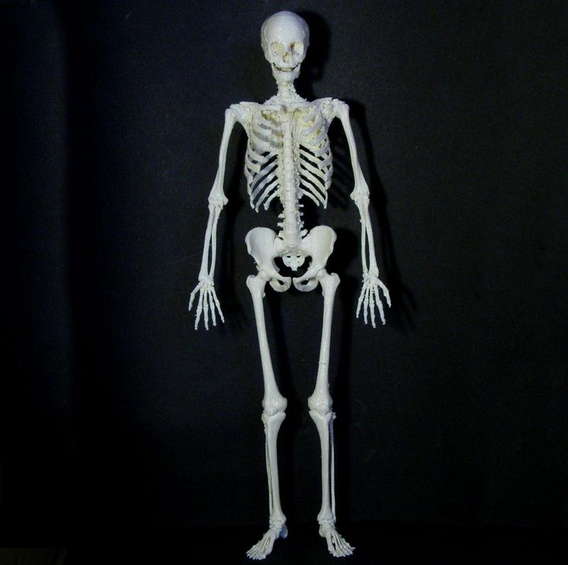 Human skeleton