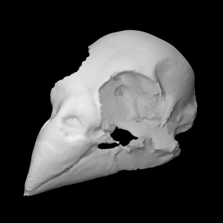 Female cardinal skull