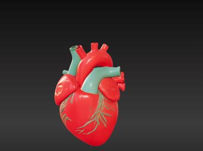 Anatomically Accurate Human Heart STL File – Perfect for 3D Printing