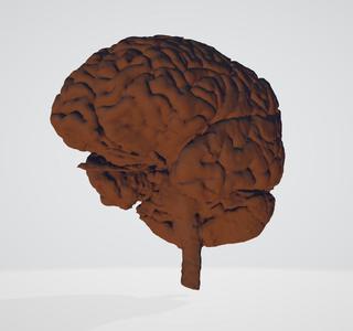 Brain Anatomy from MRI