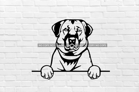 Anatolian shepherd DOG 2D WALL ART DECORATION anatolian shepherd dogs