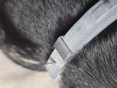 Seresto buckle