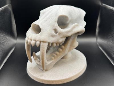 Sabertooth Tiger Skull