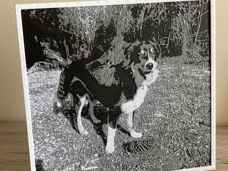 #68 Hueforge Border Collie dog