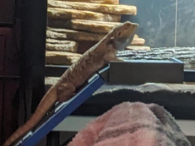 Lizard Ramp