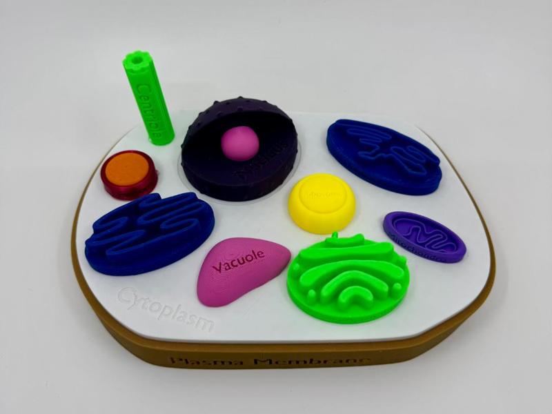 Animal Cell Model w/ labels