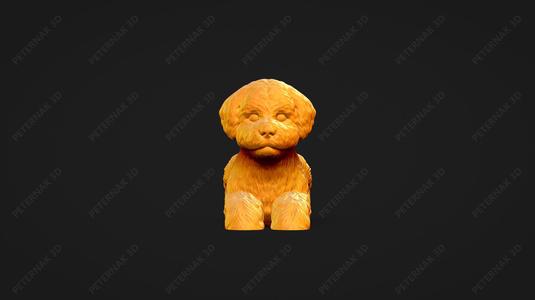 Bichon Frise Dog 3D Print Model Pose 07