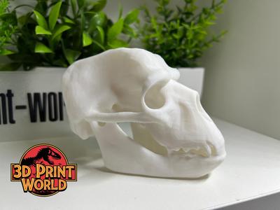 Gorilla Skull – Realistic 3D Model