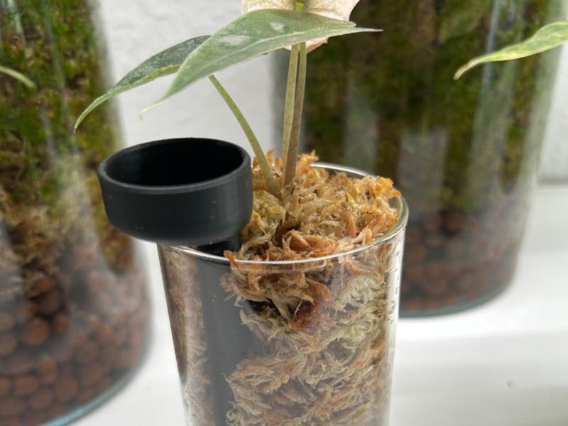 Watering Plant in Glass with Moss (12 cm)