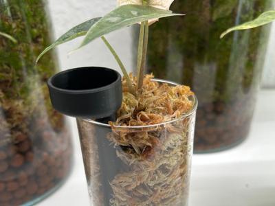 Watering Plant in Glass with Moss (12 cm)