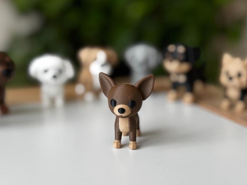 Chihuahua puppy