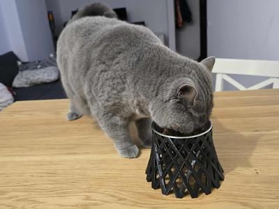 Cat bowl riser 100mm