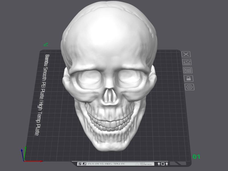 High Detailed Human Skull Realistic Anatomy 