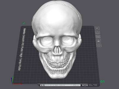 High Detailed Human Skull Realistic Anatomy 