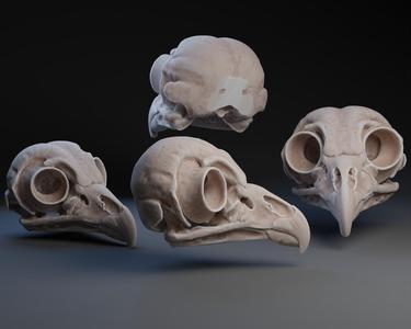Barred Owl Skull